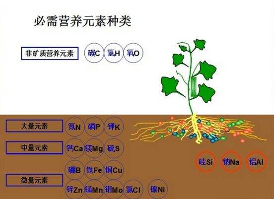 植物必需營養(yǎng)元素有哪些種類？